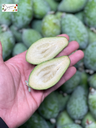 Feijoa / Pineapple Guava
