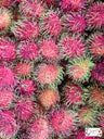 Rambutan