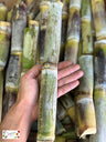 Sugarcane