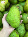 Soursop (GUANABANA/ GRAVIOLA) **The Actual Fruit**